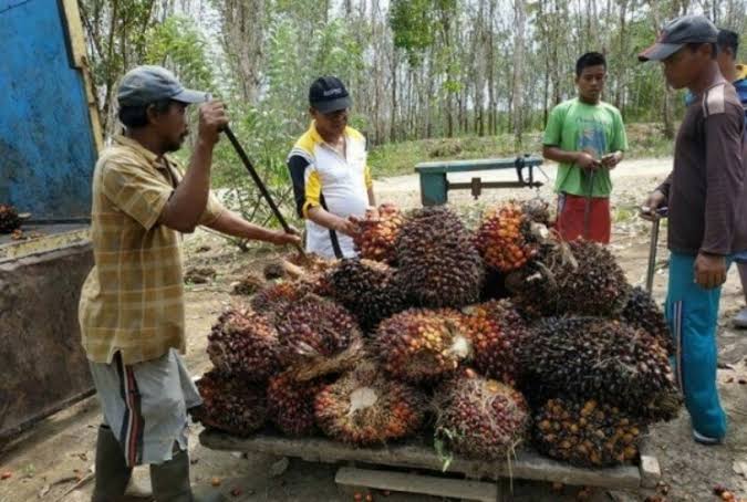 Palm oil FFB price for independent farmers in Riau increases to Rp3,358 per Kg (photo/int)